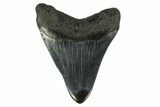 3.42" Fossil Megalodon Tooth - Polished Blade - #130747-1
